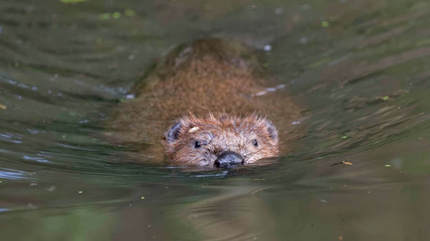 A Eurasian beaver swims towards the camera at Holnicote Estate, Somerset